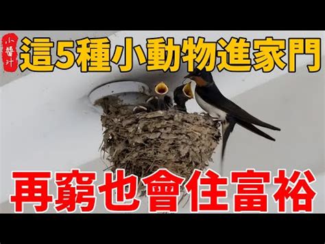 棕榈树丛 飞蛾入屋意思